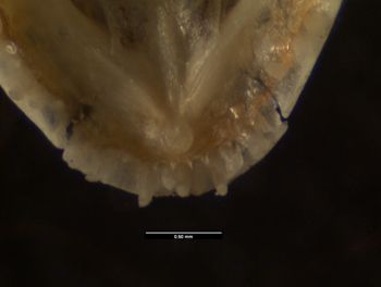 Media type: image;   Herpetology R-171408